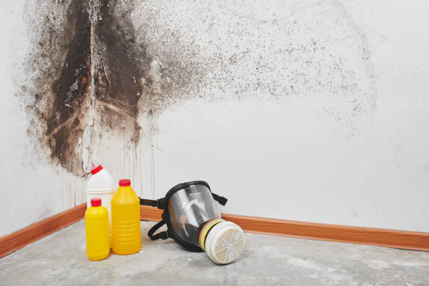 Best Commercial Mold Removal  in Ballville, OH