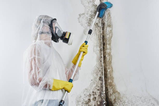 Best Mold Testing  in Ballville, OH