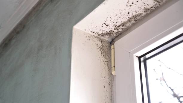Best Mold Testing and Removal  in Ballville, OH