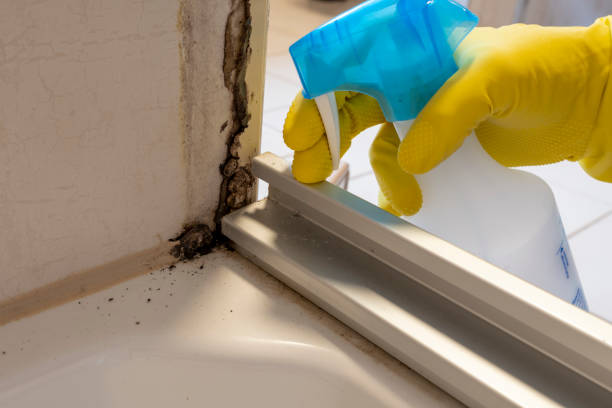 Best Mold Removal Company Near Me  in Ballville, OH