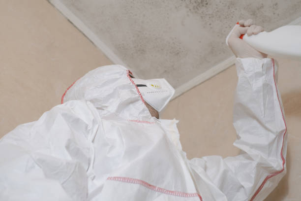 Best Black Mold Removal  in Ballville, OH