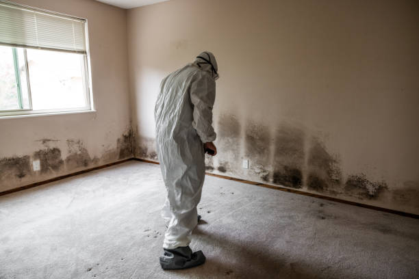 Ballville, OH Mold Removal Company