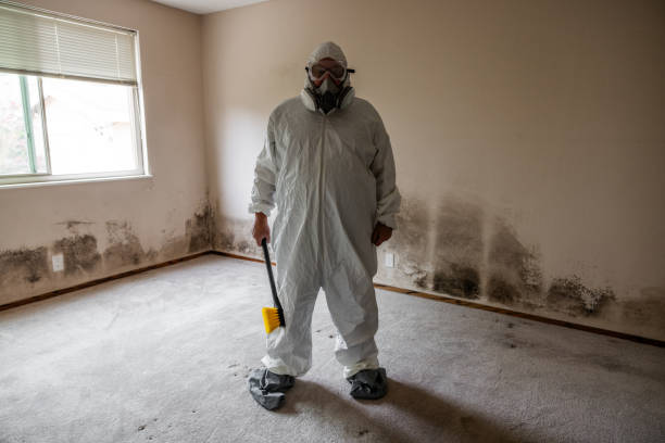 Best Mold Removal Company Near Me  in Ballville, OH