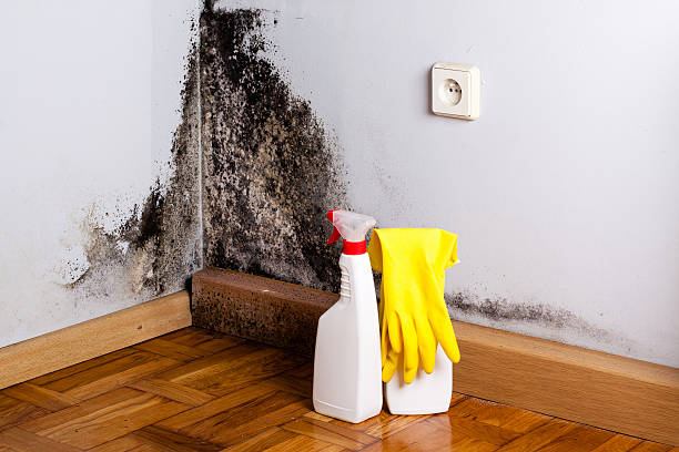 Best Professional Mold Removal  in Ballville, OH
