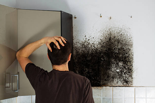 Best Best Mold Removal Companies  in Ballville, OH