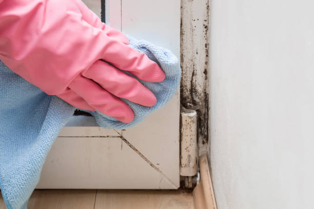 Best Toxic Mold Removal  in Ballville, OH