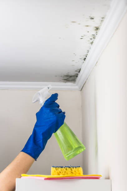 Best Affordable Mold Removal  in Ballville, OH